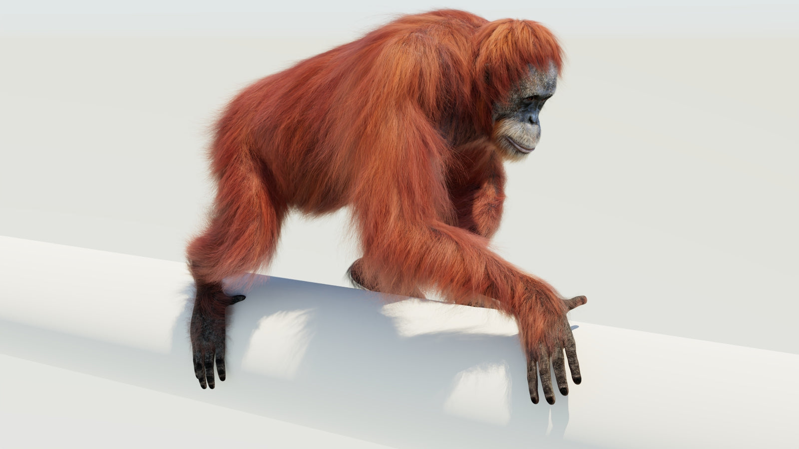 Orangutan 3D Model Animated Fur 360° view 4 frame 22