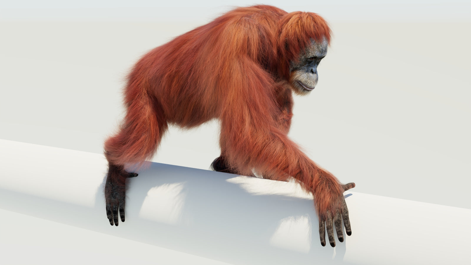 Orangutan 3D Model Animated Fur 360° view 4 frame 24