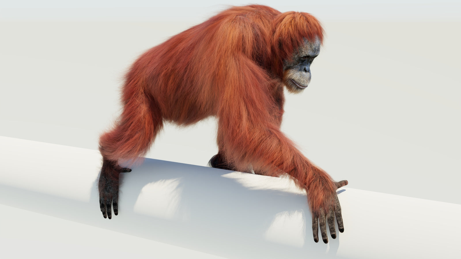 Orangutan 3D Model Animated Fur 360° view 4 frame 25