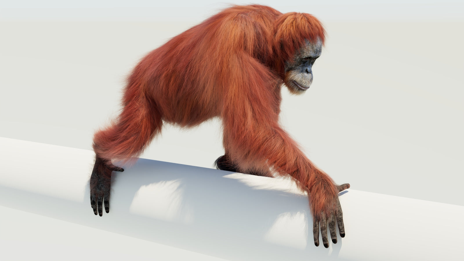 Orangutan 3D Model Animated Fur 360° view 4 frame 27