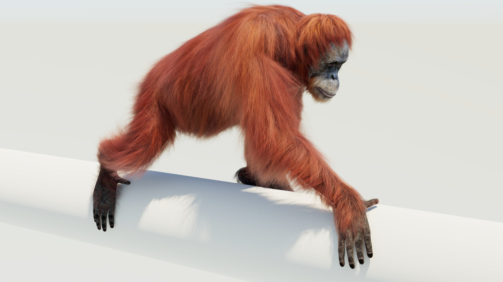 Orangutan 3D Model Animated Fur 360° view 4 frame 28