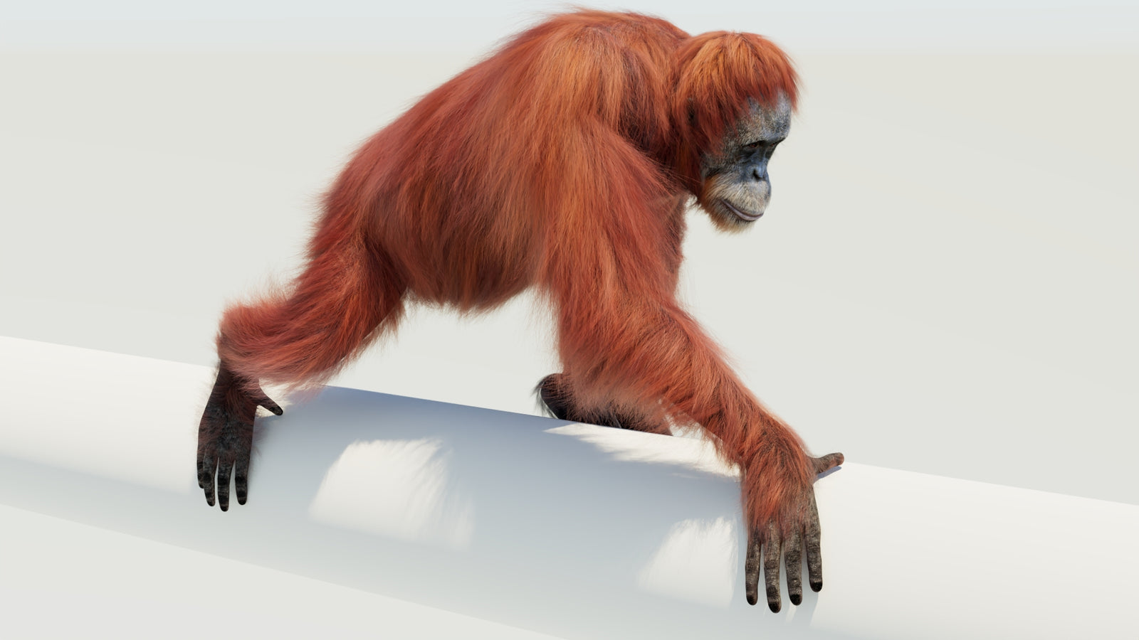 Orangutan 3D Model Animated Fur 360° view 4 frame 32