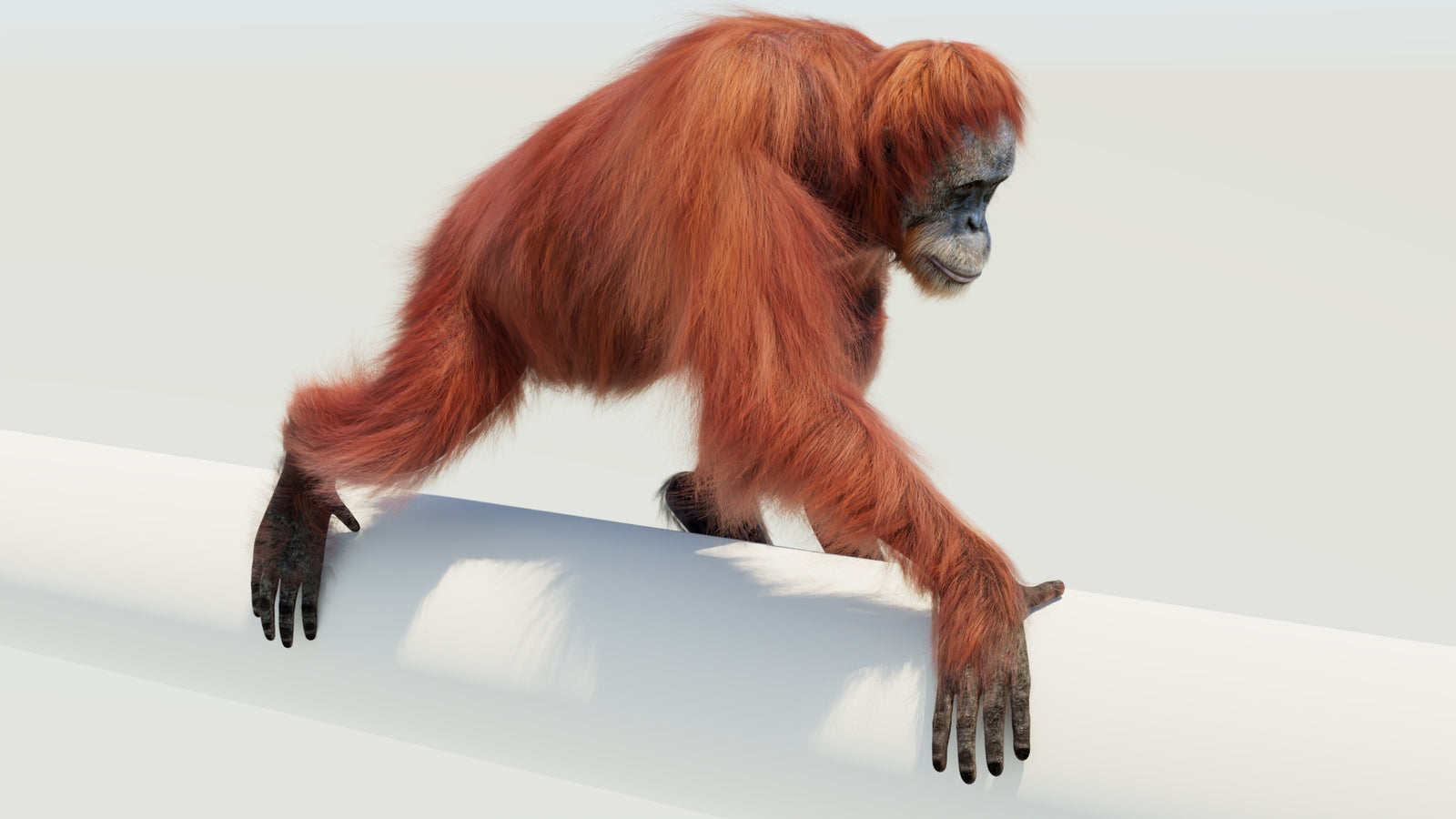 Orangutan 3D Model Animated Fur 360° view 4 frame 34