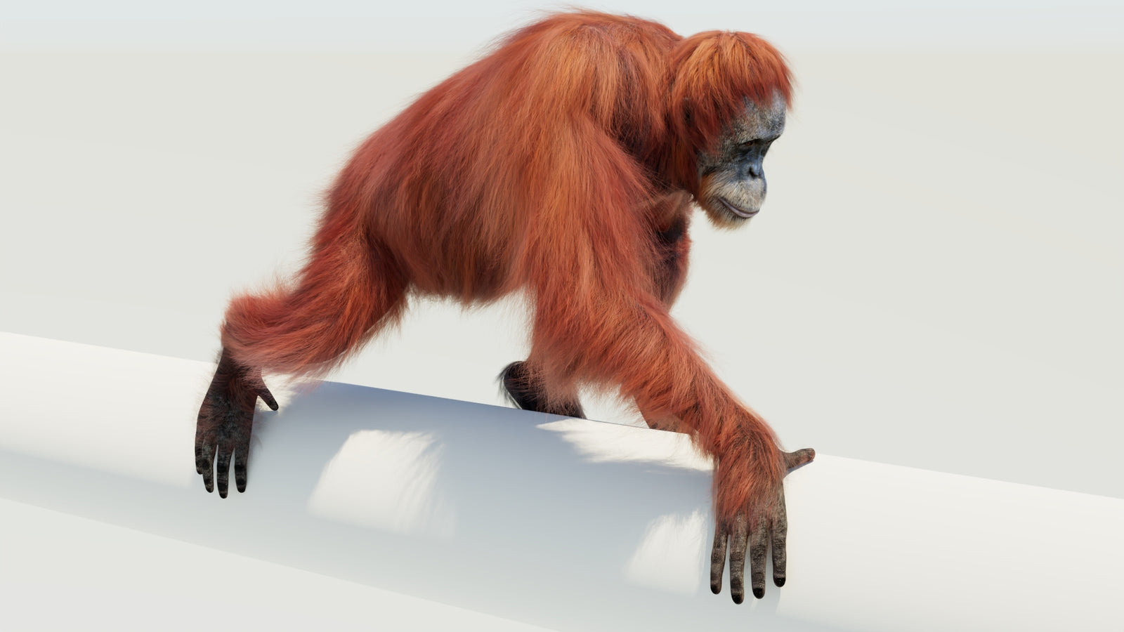 Orangutan 3D Model Animated Fur 360° view 4 frame 35