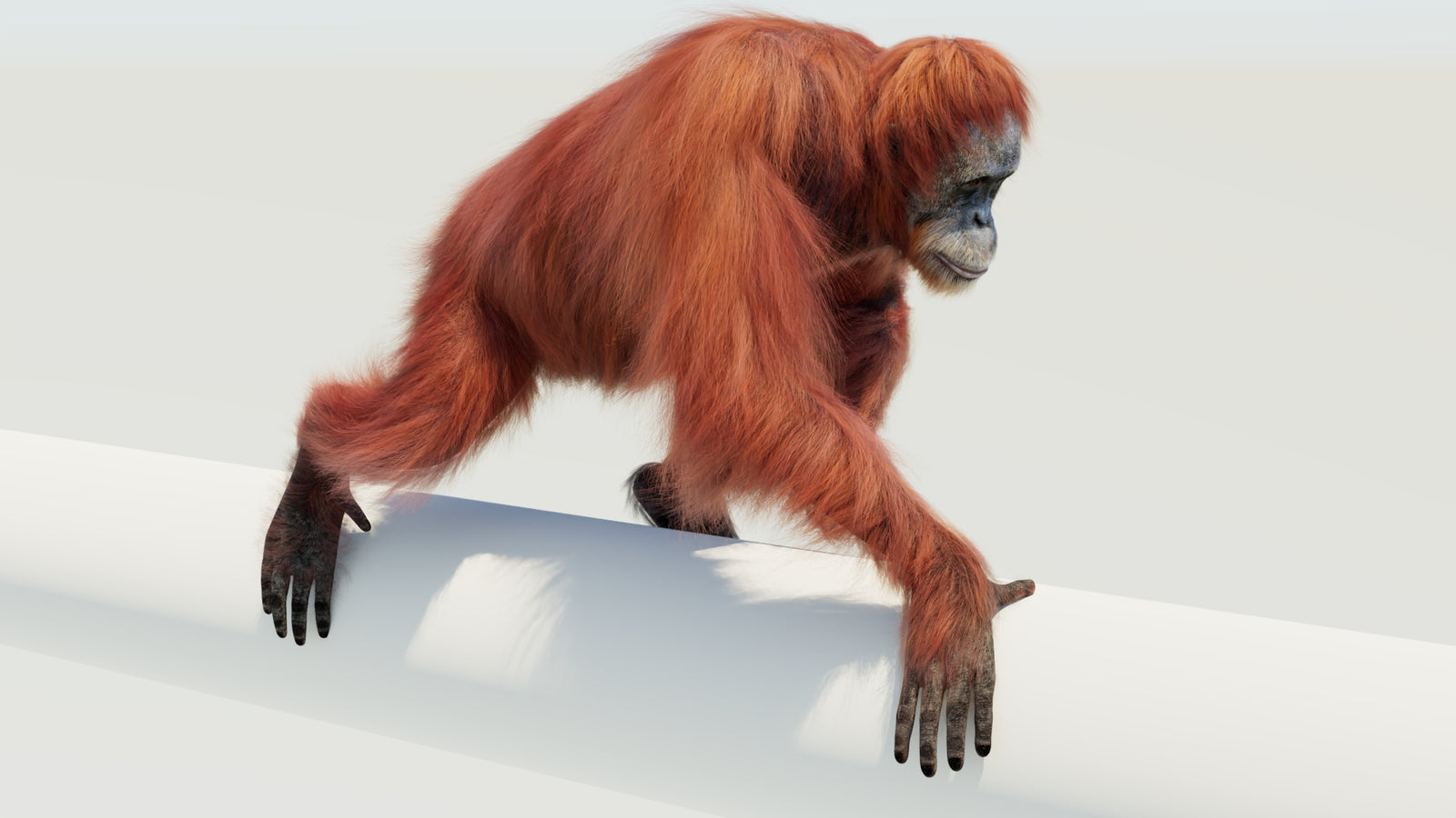 Orangutan 3D Model Animated Fur 360° view 4 frame 37