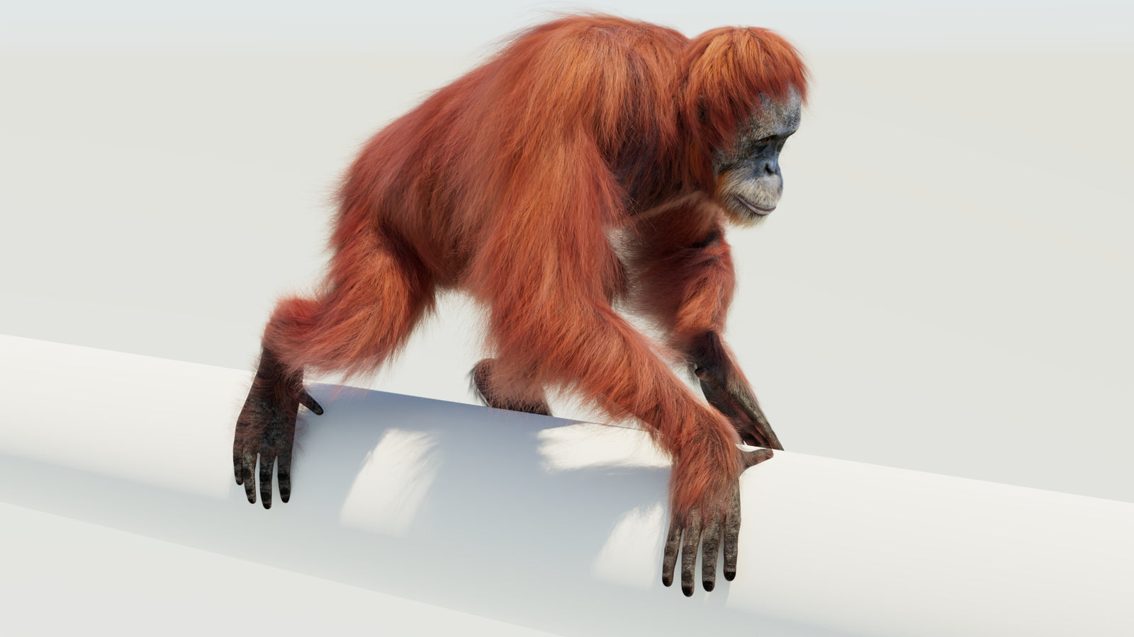Orangutan 3D Model Animated Fur 360° view 4 frame 40