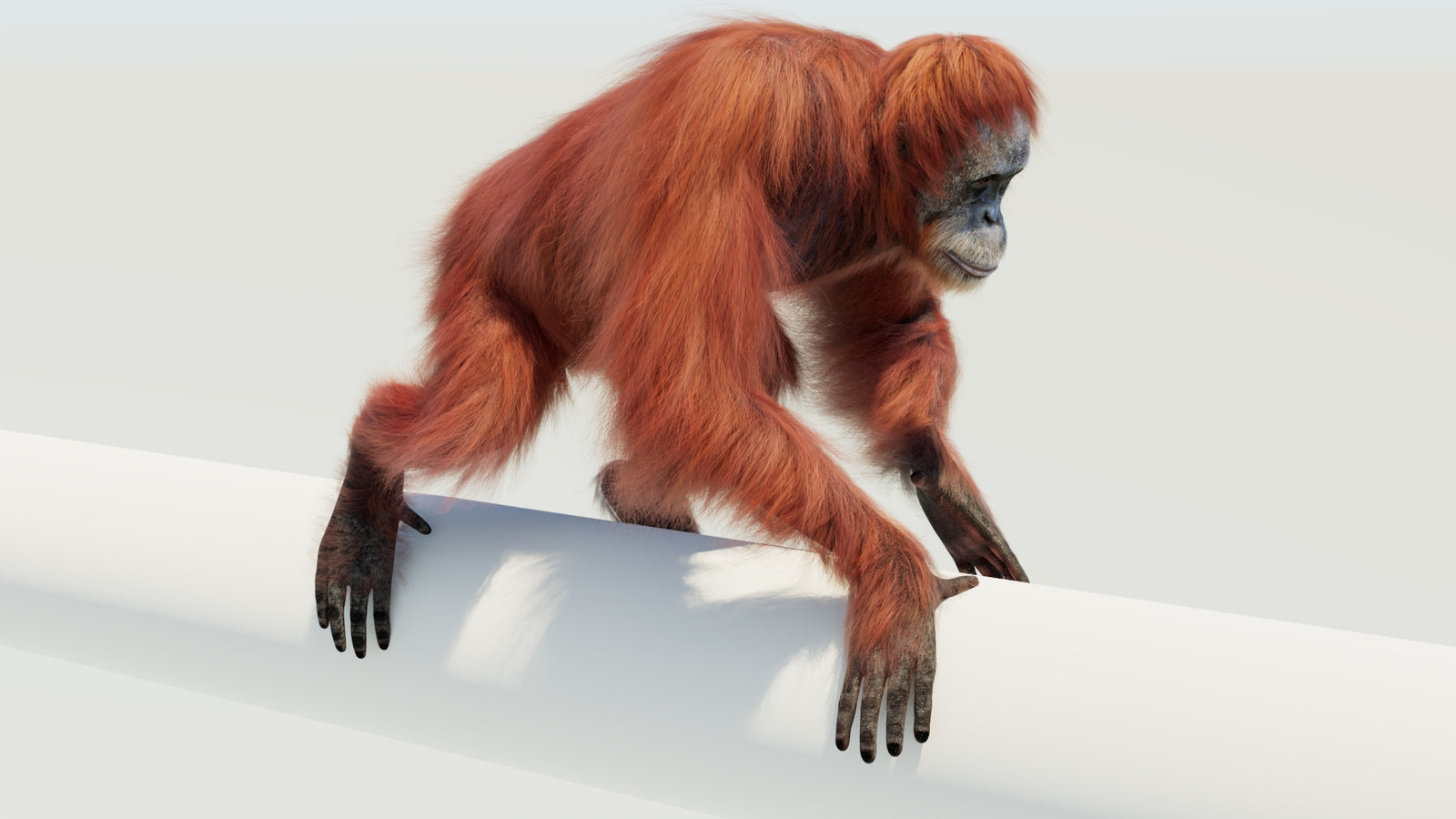 Orangutan 3D Model Animated Fur 360° view 4 frame 41