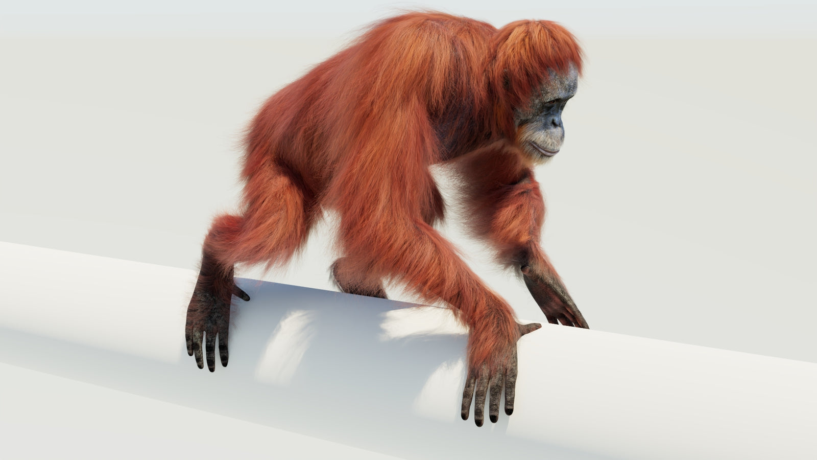 Orangutan 3D Model Animated Fur 360° view 4 frame 42