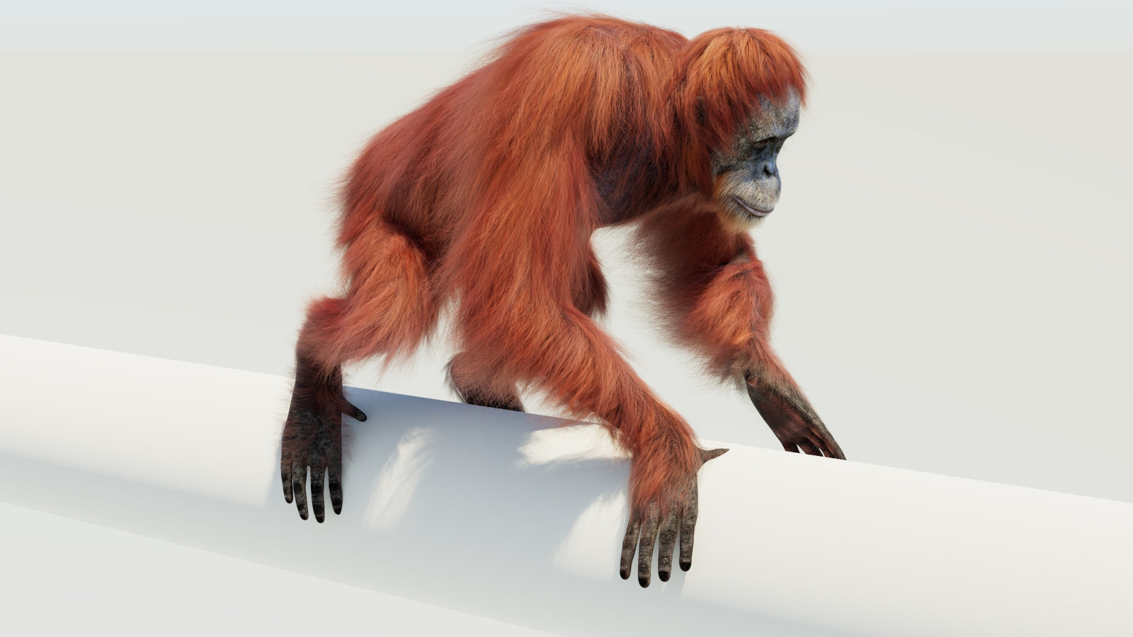 Orangutan 3D Model Animated Fur 360° view 4 frame 44