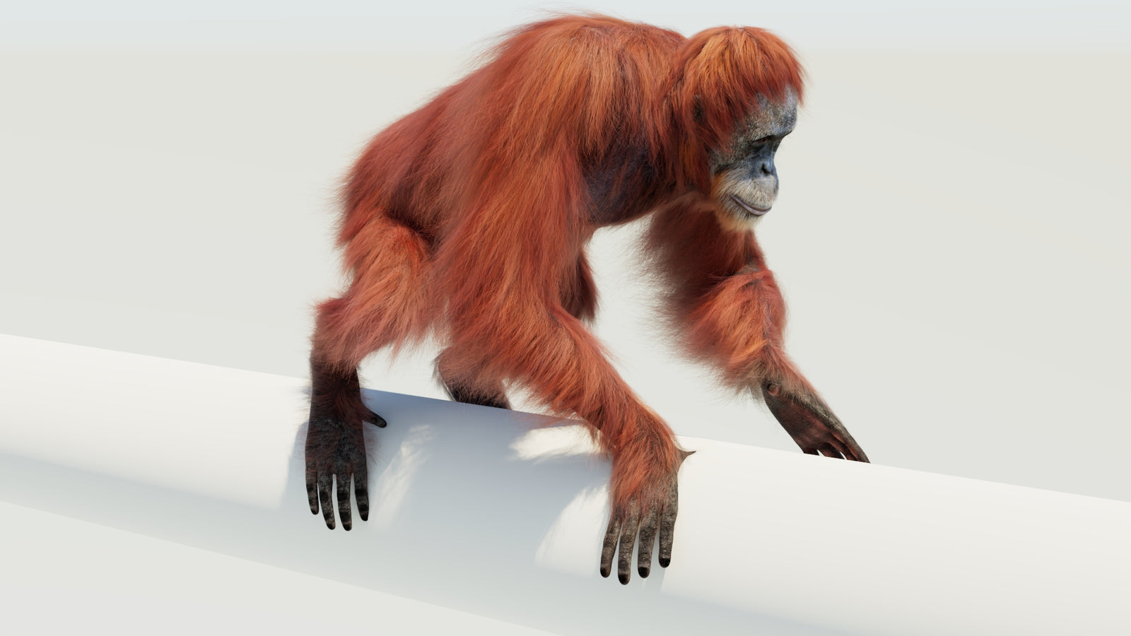 Orangutan 3D Model Animated Fur 360° view 4 frame 46