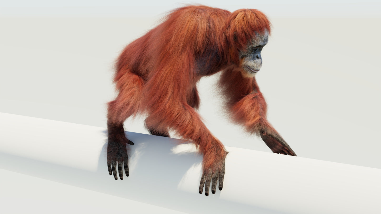 Orangutan 3D Model Animated Fur 360° view 4 frame 47