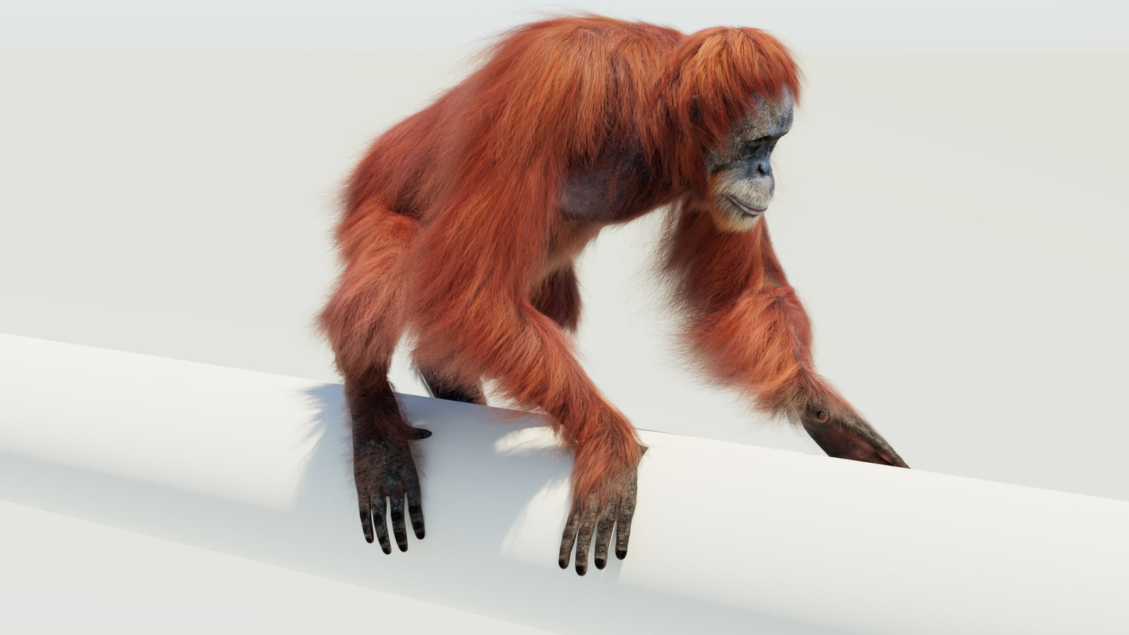 Orangutan 3D Model Animated Fur 360° view 4 frame 50