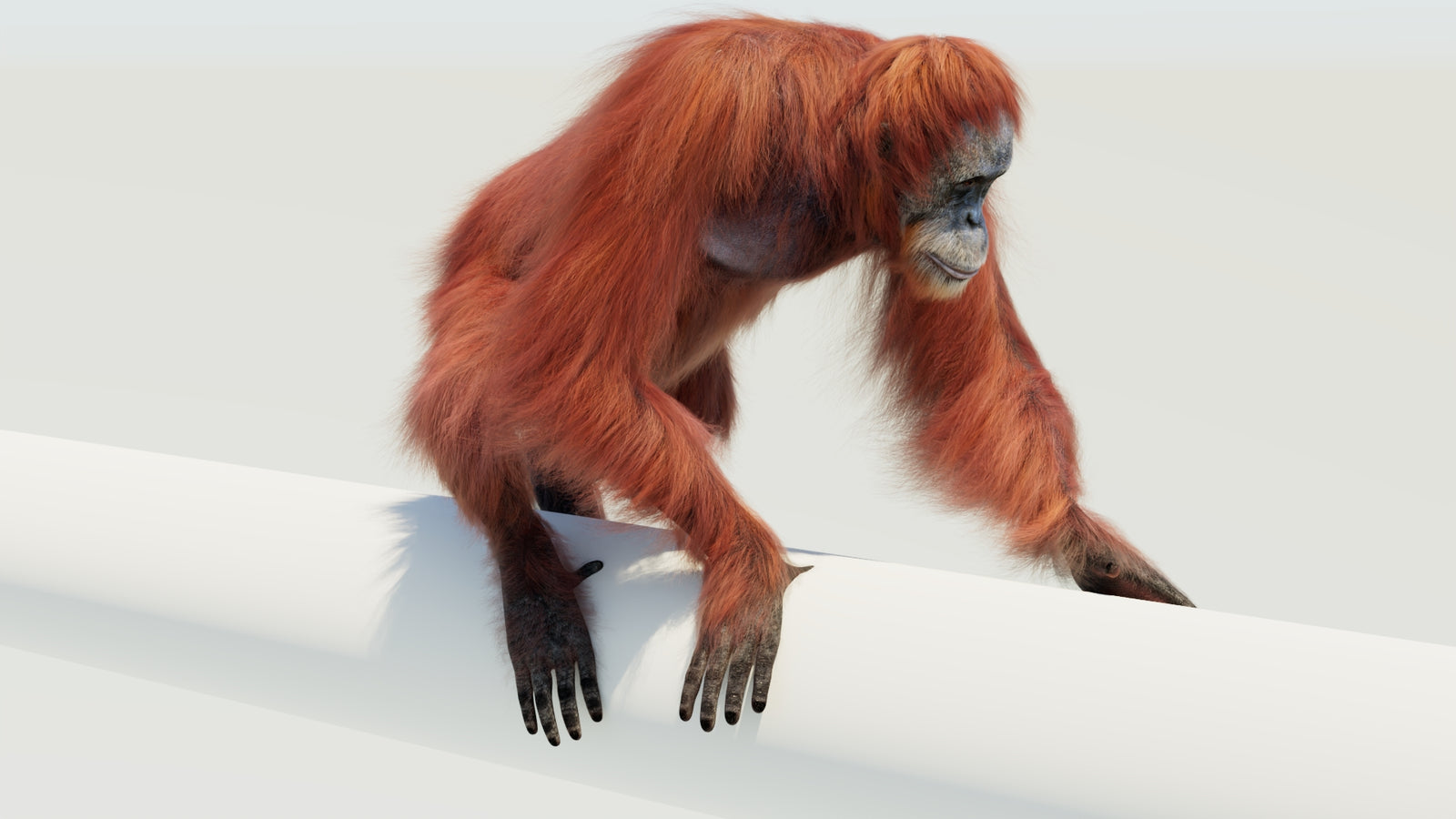 Orangutan 3D Model Animated Fur 360° view 4 frame 53