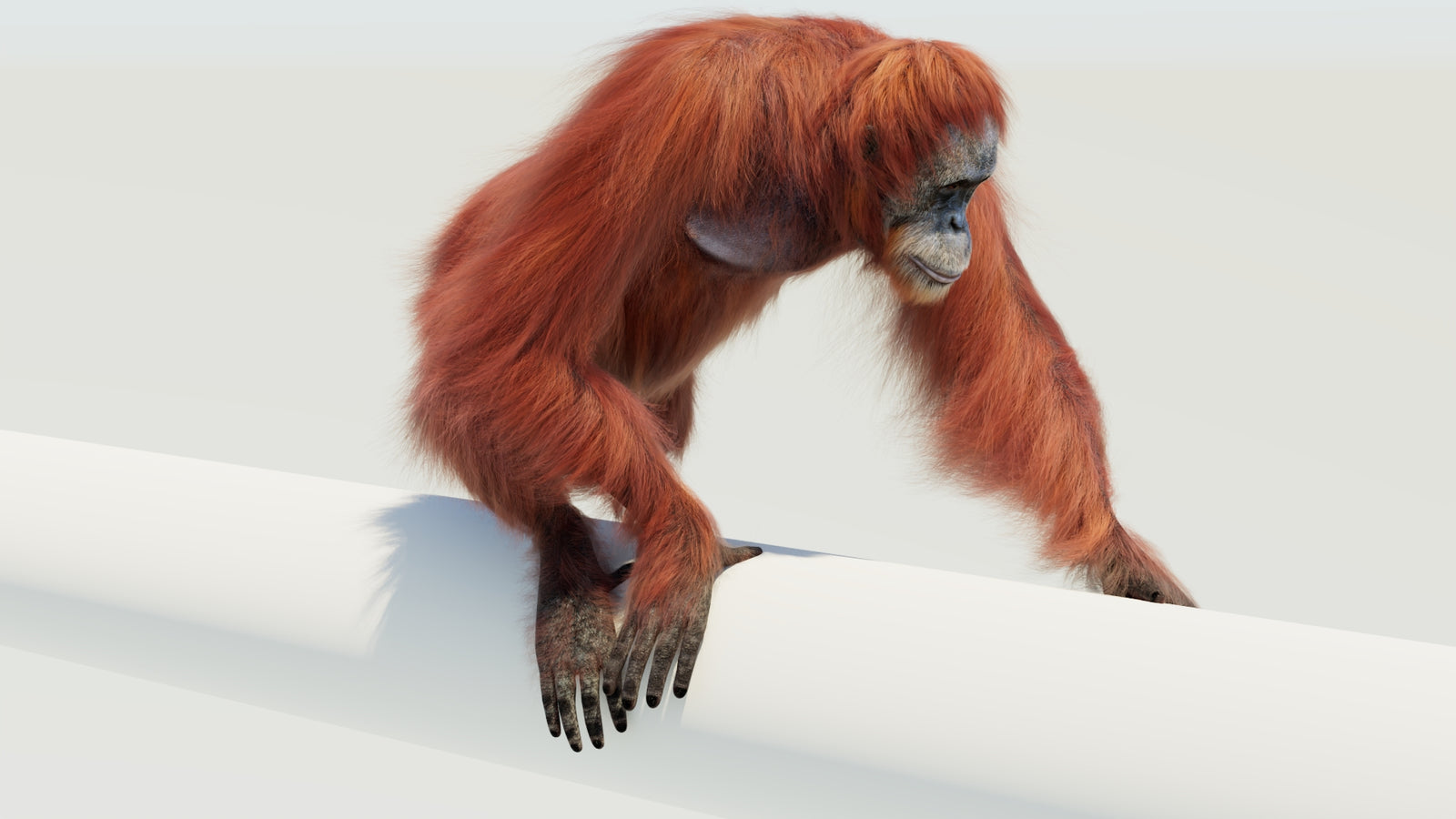 Orangutan 3D Model Animated Fur 360° view 4 frame 58