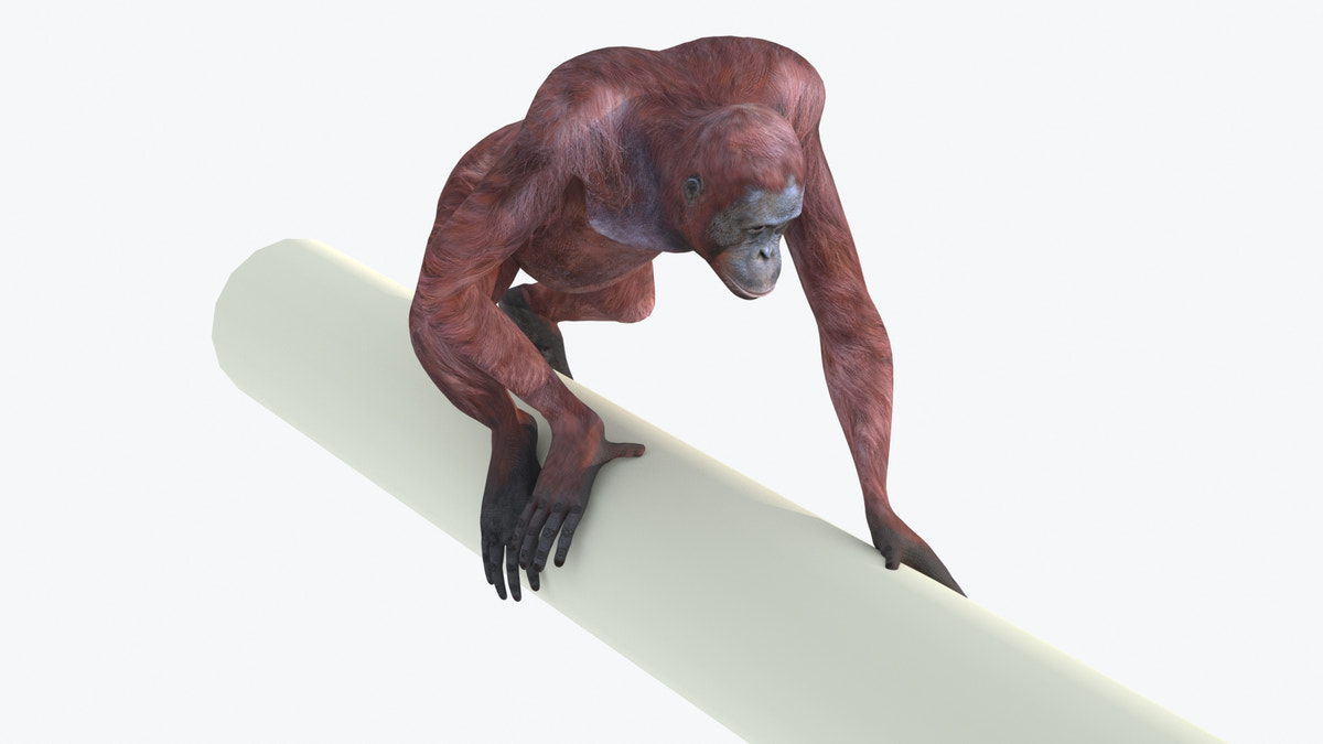 Animated Female Orangutan 3D Model - 360 Degree View
