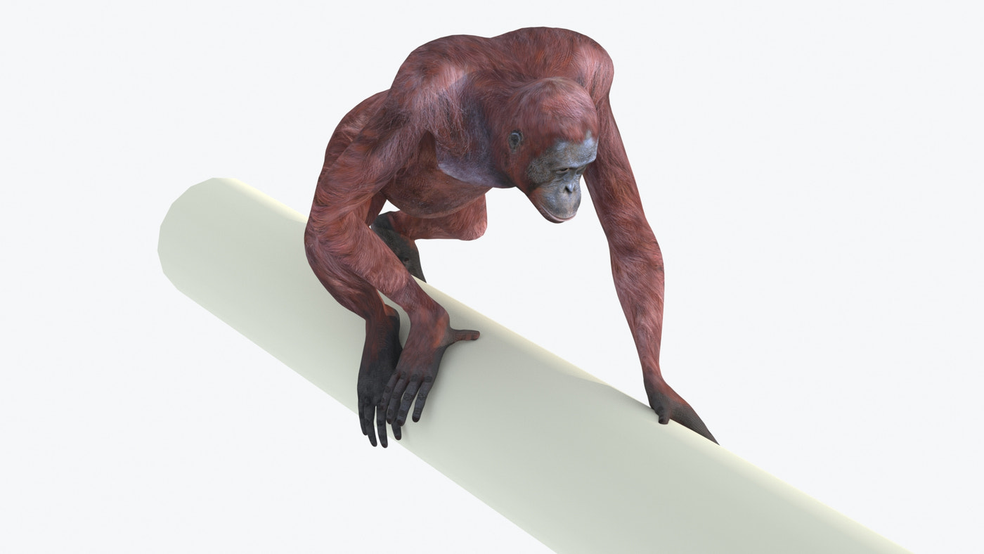 Animated Female Orangutan 3D Model - 360 Degree View
