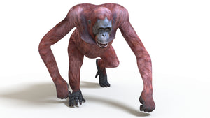 Animated Female Orangutan 3D Model for Download Thumbnail