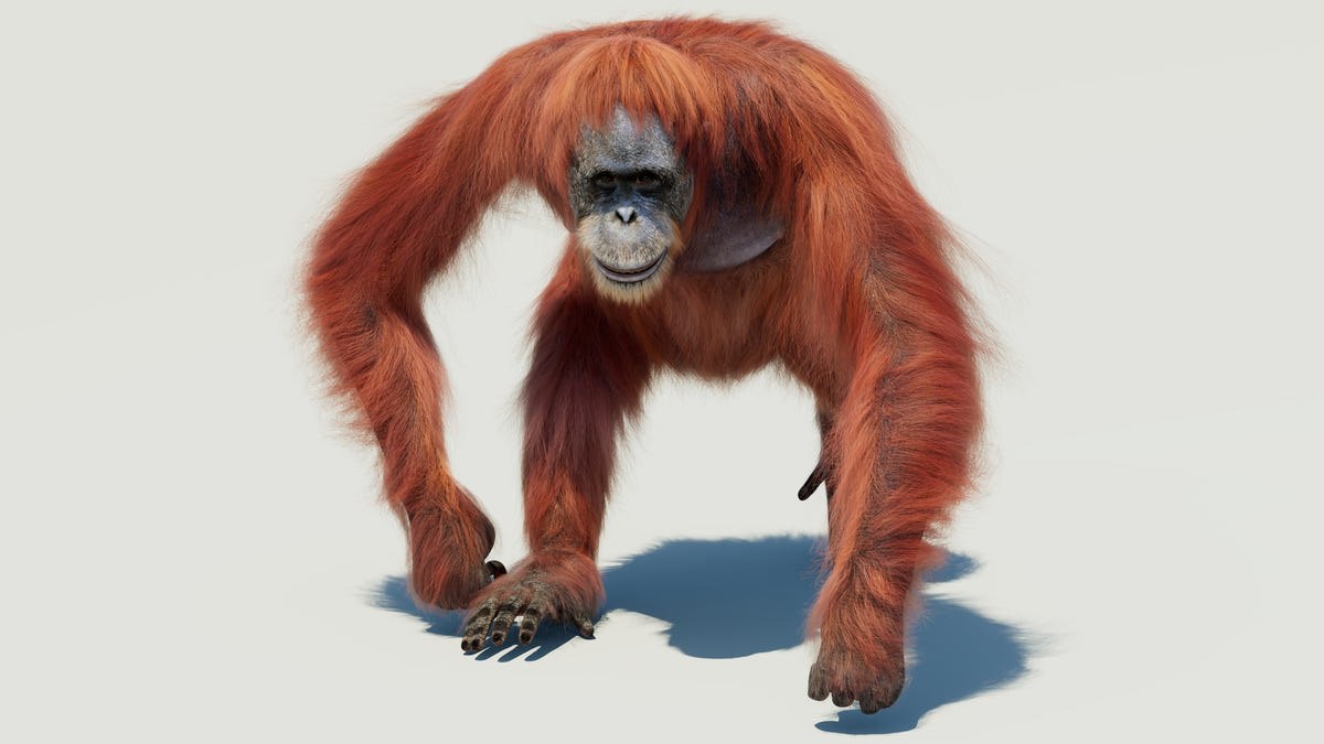 Animated Female Orangutan 3D Model with Fur