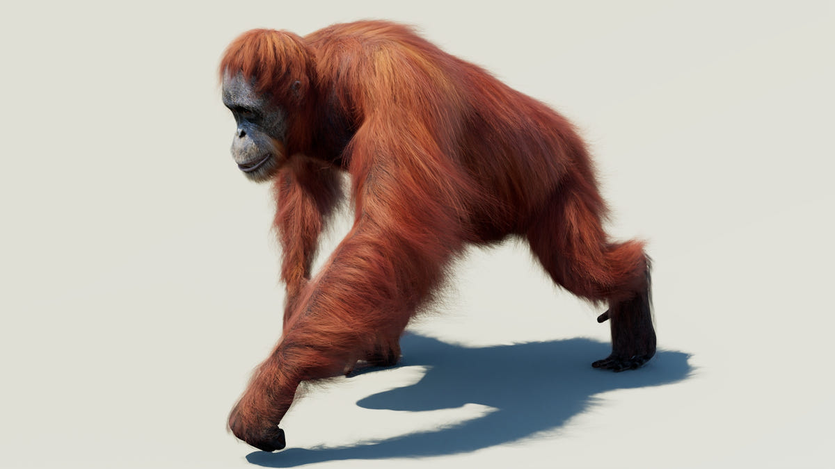 Animated Female Orangutan 3D Model with Fur