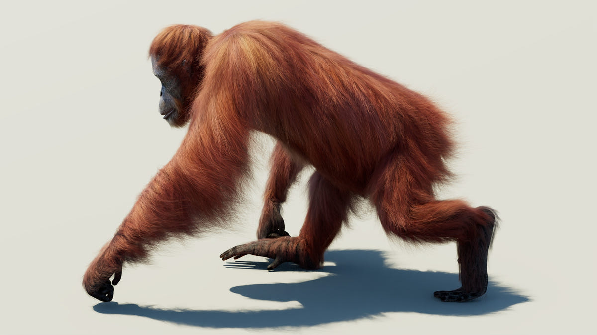 Animated Female Orangutan 3D Model with Fur