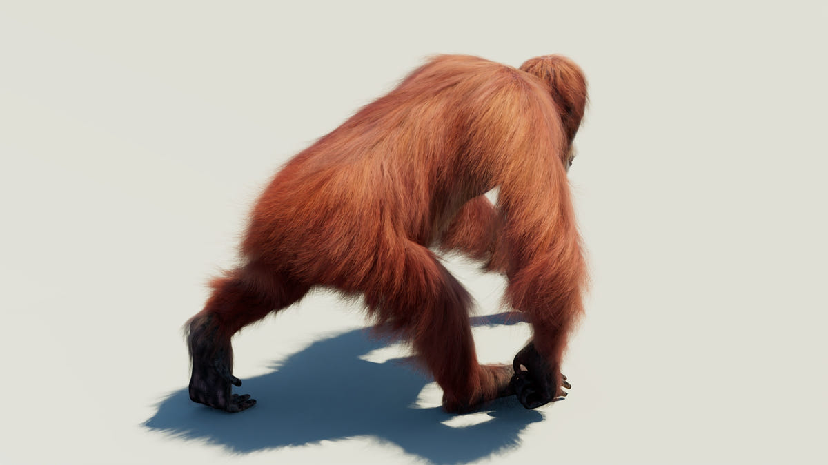 Animated Female Orangutan 3D Model with Fur