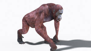 Animated Female Orangutan 3D Model for Download Thumbnail