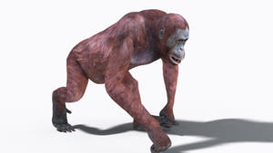 Animated Female Orangutan 3D Model for Download Thumbnail