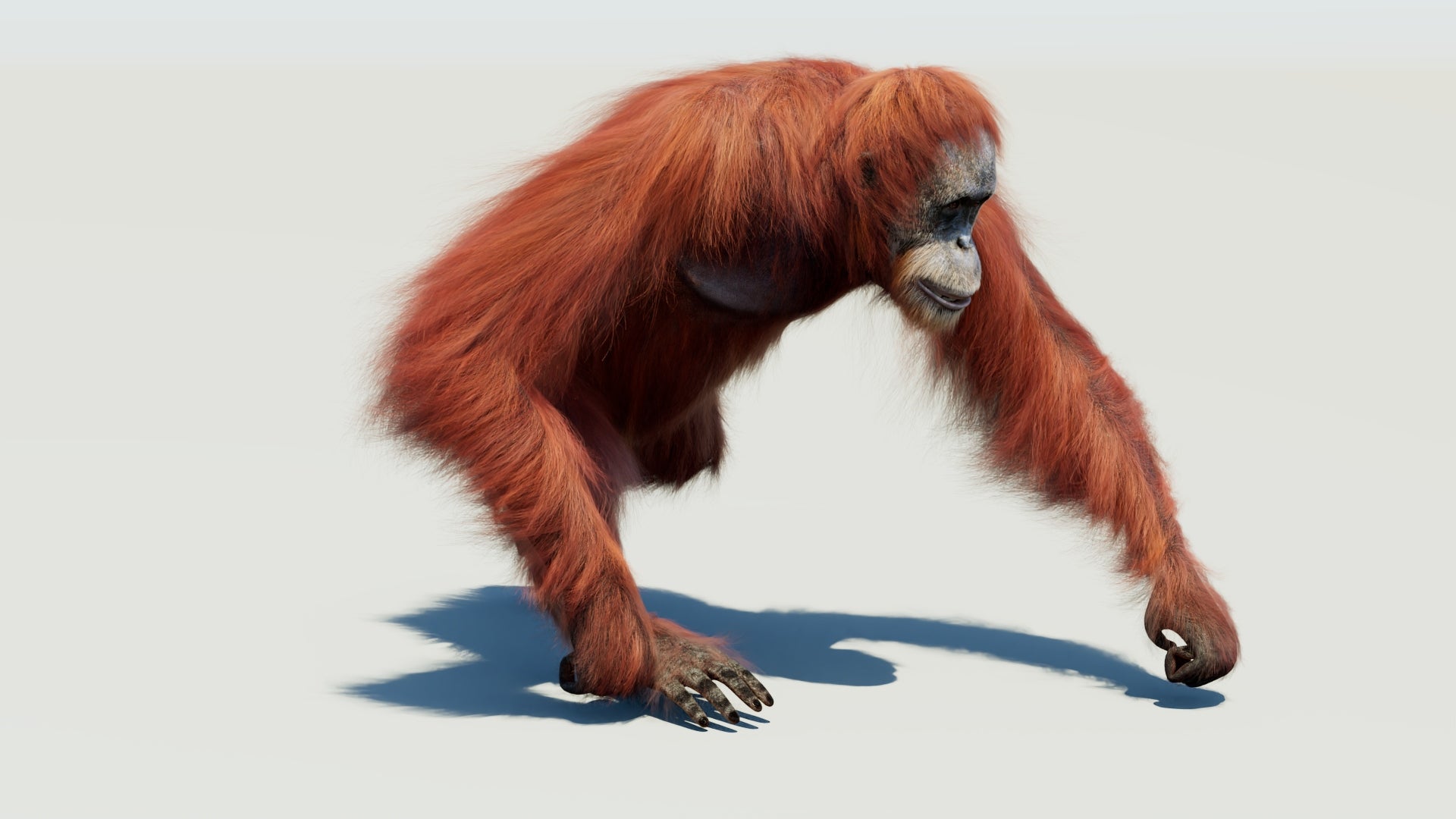 Animated Female Orangutan 3D Model with Fur
