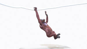 Animated Female Orangutan 3D Model for Download Thumbnail