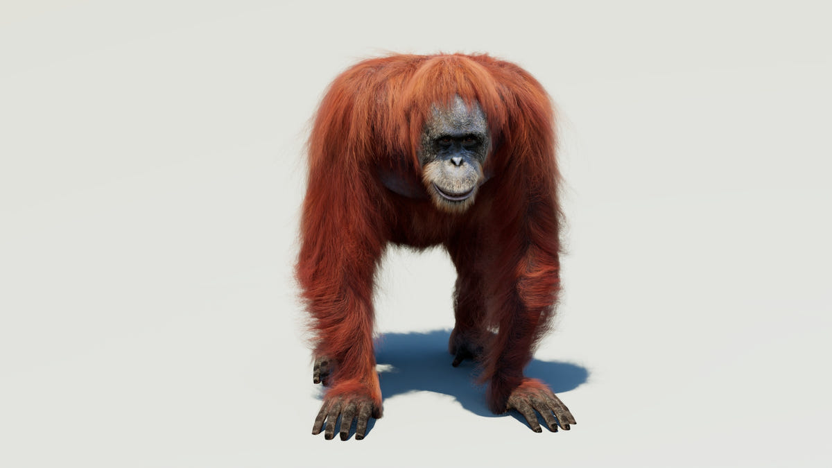 Animated Female Orangutan 3D Model with Fur