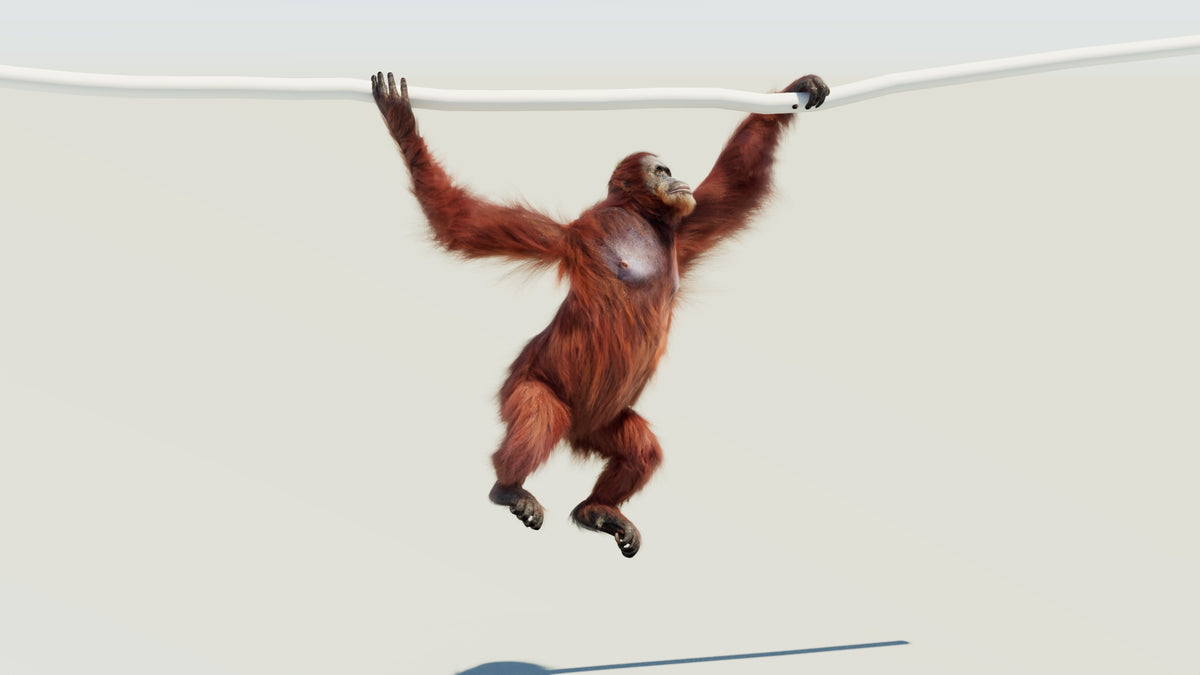 Animated Female Orangutan 3D Model with Fur