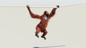 Animated Female Orangutan 3D Model with Fur Thumbnail
