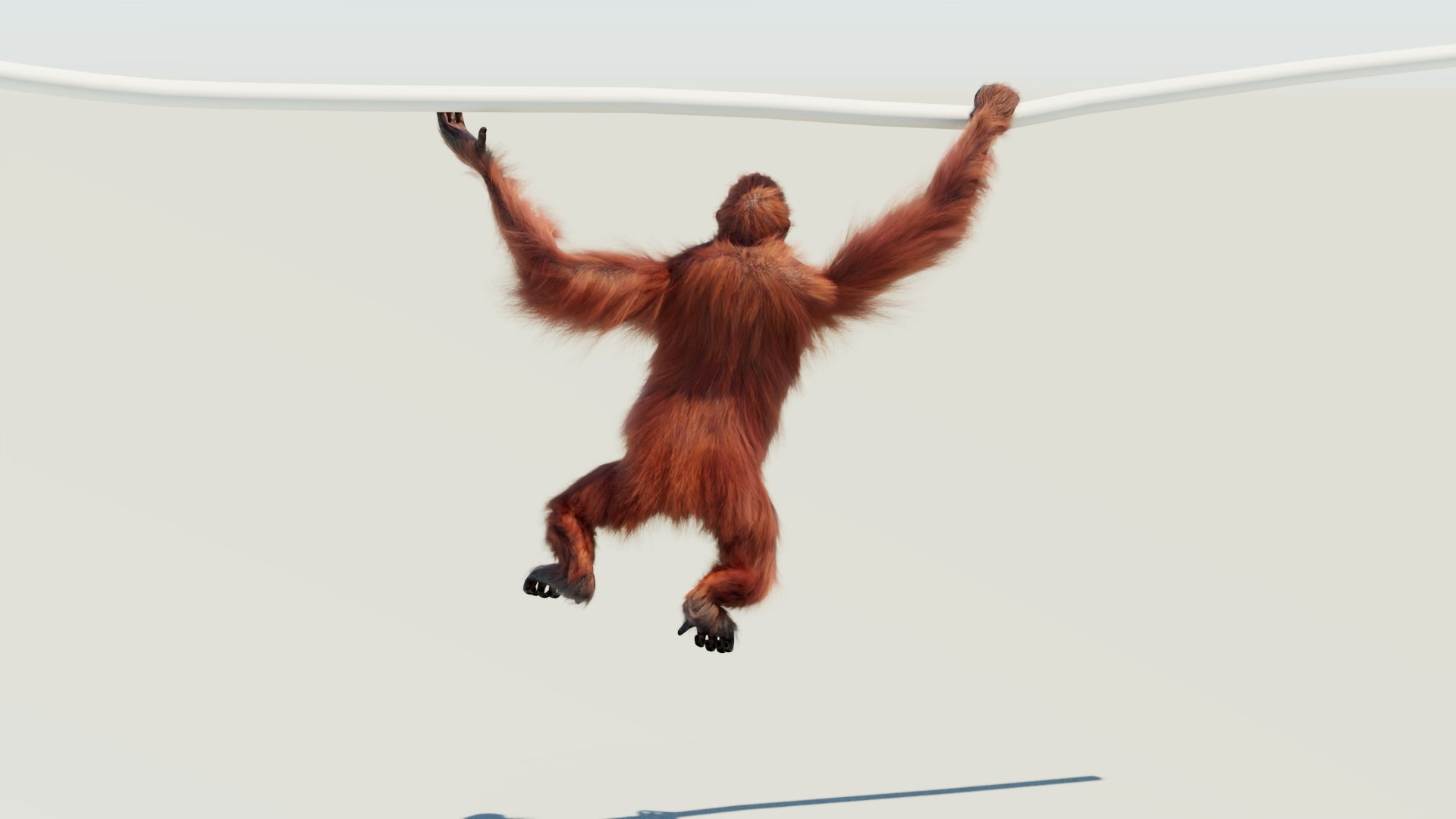 Animated Female Orangutan 3D Model with Fur