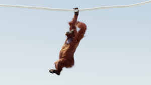 Animated Female Orangutan 3D Model with Fur Thumbnail