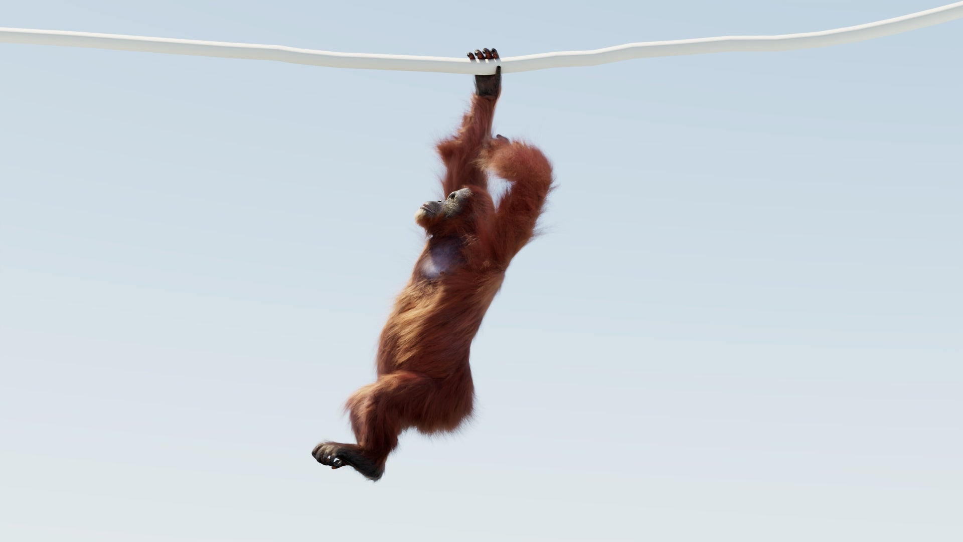 Animated Female Orangutan 3D Model with Fur