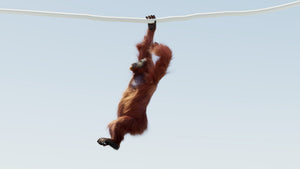 Animated Female Orangutan 3D Model with Fur Thumbnail
