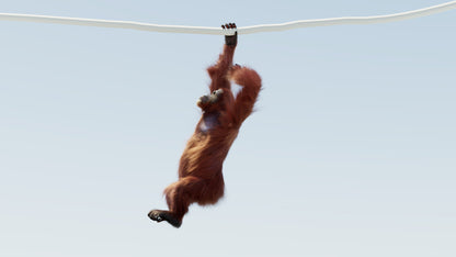 Animated Female Orangutan 3D Model with Fur
