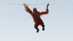 Animated Female Orangutan 3D Model with Fur Thumbnail