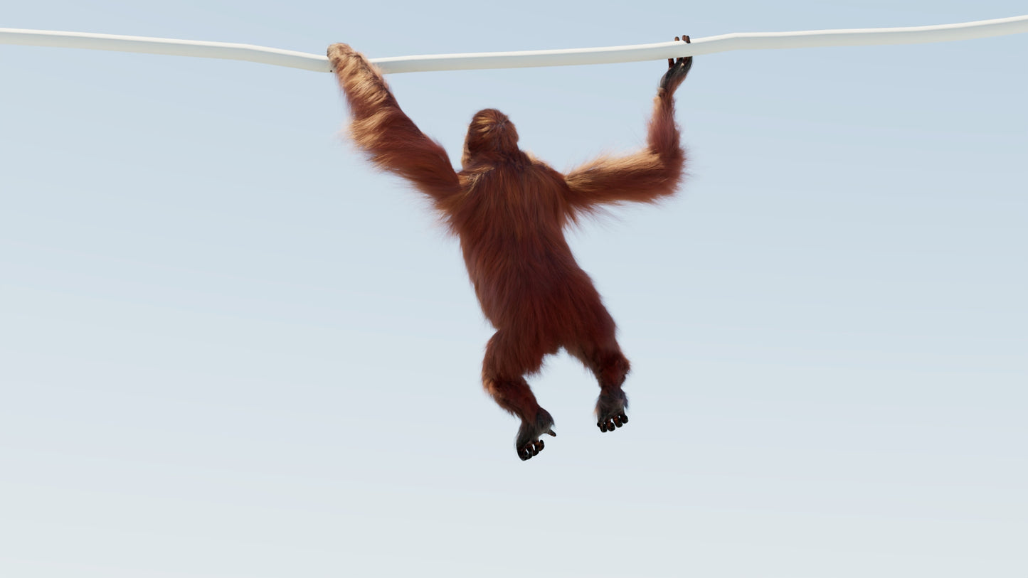 Animated Female Orangutan 3D Model with Fur