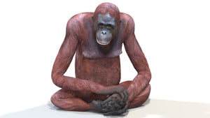 Rigged Female Orangutan 3D Model for Download Thumbnail