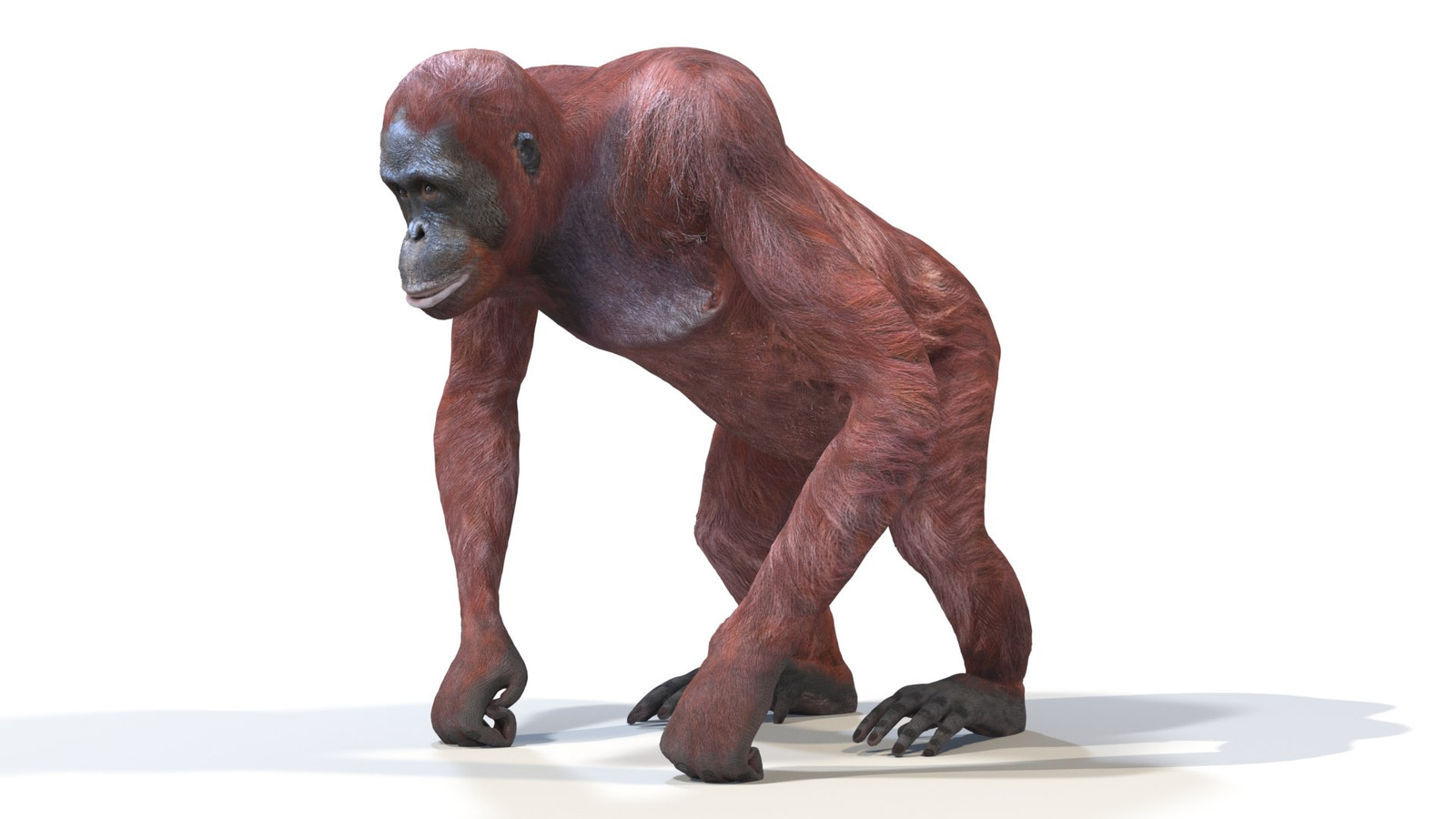 Realistic Rigged Female Orangutan 3D Model for Download