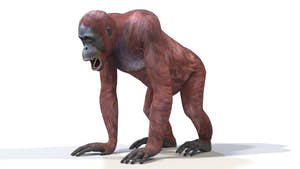 Realistic Rigged Female Orangutan 3D Model for Download Thumbnail