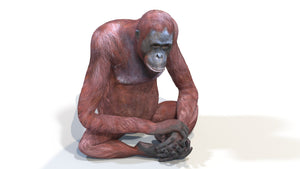 Rigged Female Orangutan 3D Model for Download Thumbnail
