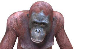 Rigged Female Orangutan 3D Model for Download Thumbnail