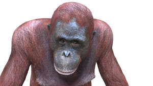 Rigged Female Orangutan 3D Model for Download Thumbnail