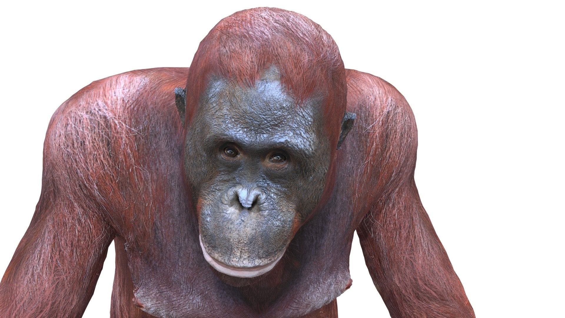 Rigged Female Orangutan 3D Model for Download