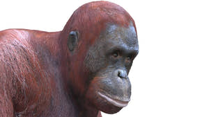 Rigged Female Orangutan 3D Model for Download Thumbnail