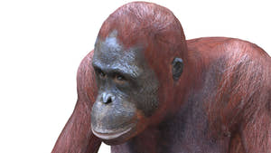 Rigged Female Orangutan 3D Model for Download Thumbnail