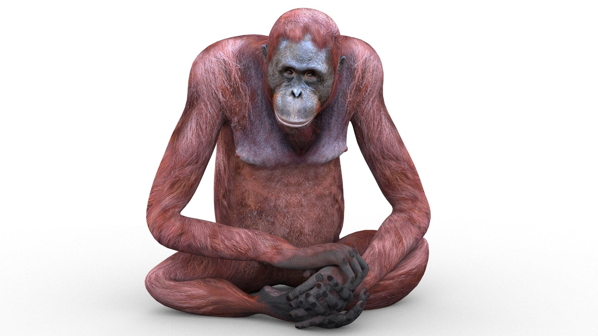 Rigged Female Orangutan 3D Model for Download