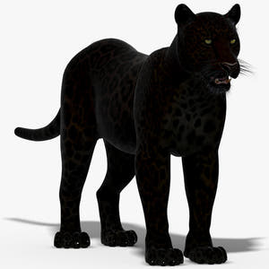 Realistic Black Panther 3D Model for Download Thumbnail